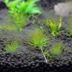 茶ゴケとアオミドロの発生　立ち上げ時の水草水槽